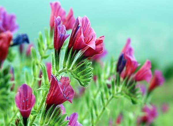 تصویر 4 از خرید گل گاوزبان صورتی + قیمت فروش استثنایی